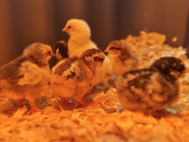 March: Bringing Home Baby Chicks